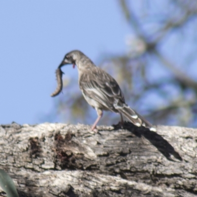 Anthochaera carunculata (Red Wattlebird) at Hall, ACT - 26 Feb 2021 by AlisonMilton