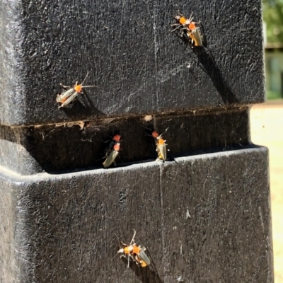 Chauliognathus tricolor (Tricolor soldier beetle) at Hall, ACT - 26 Feb 2021 by KMcCue