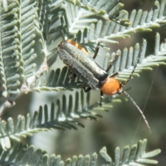 Chauliognathus tricolor (Tricolor soldier beetle) at Hall, ACT - 25 Feb 2021 by AlisonMilton