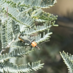Chauliognathus tricolor at Hall, ACT - 26 Feb 2021 10:07 AM