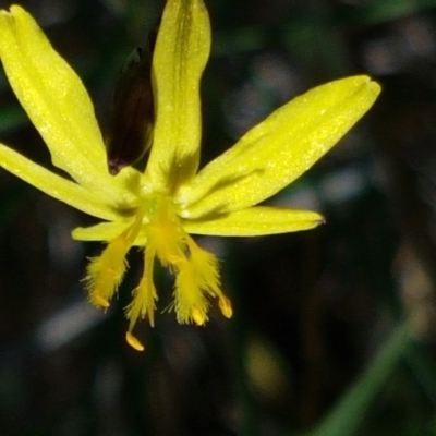 Tricoryne elatior (Yellow Rush Lily) at Yarramundi Grassland
 - 26 Feb 2021 by trevorpreston