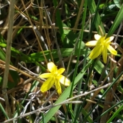 Tricoryne elatior at Downer, ACT - 26 Feb 2021