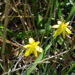 Tricoryne elatior at Downer, ACT - 26 Feb 2021