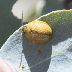 Paropsisterna cloelia (Eucalyptus variegated beetle) at Hall Horse Paddocks - 26 Feb 2021 by AlisonMilton