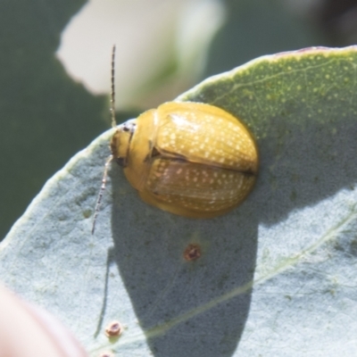 Paropsisterna cloelia (Eucalyptus variegated beetle) at Hall, ACT - 25 Feb 2021 by AlisonMilton