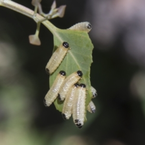 Paropsis atomaria at Hall, ACT - 26 Feb 2021