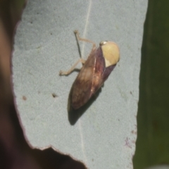 Brunotartessus fulvus (Yellow-headed Leafhopper) at Hall, ACT - 25 Feb 2021 by AlisonMilton