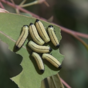 Paropsisterna cloelia at Hall, ACT - 26 Feb 2021