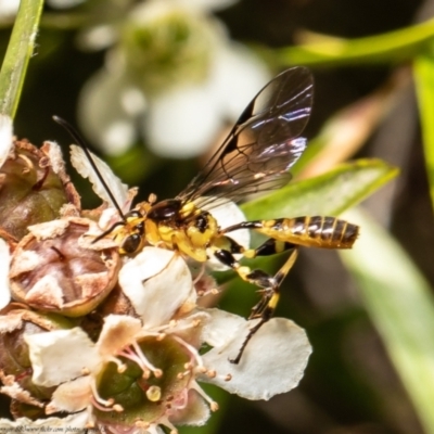 Xanthopimpla sp. (genus) (A yellow Ichneumon wasp) at Acton, ACT - 26 Feb 2021 by Roger