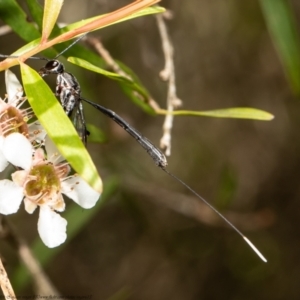 Gasteruption sp. (genus) at Acton, ACT - 26 Feb 2021