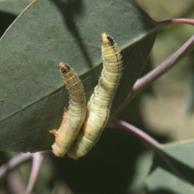 Perginae sp. (subfamily) (Unidentified pergine sawfly) at Hall, ACT - 25 Feb 2021 by AlisonMilton