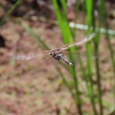 Adversaeschna brevistyla (Blue-spotted Hawker) at Fyshwick, ACT - 26 Feb 2021 by RodDeb