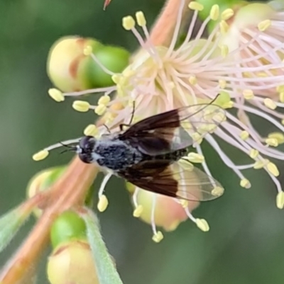 Geron nigralis (Slender bee fly) at Murrumbateman, NSW - 26 Feb 2021 by SimoneC