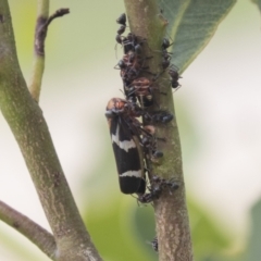 Eurymeloides pulchra (Gumtree hopper) at Higgins, ACT - 24 Feb 2021 by AlisonMilton