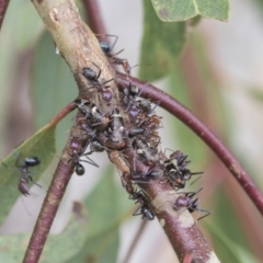 Eurymeloides punctata (Gumtree hopper) at Higgins, ACT - 24 Feb 2021 by AlisonMilton