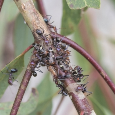 Eurymeloides punctata (Gumtree hopper) at Higgins, ACT - 23 Feb 2021 by AlisonMilton