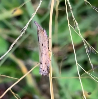 Faveria tritalis (Couchgrass Webworm) at Murrumbateman, NSW - 26 Feb 2021 by SimoneC