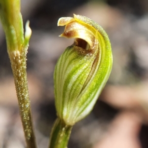 Speculantha rubescens at Point 5820 - 26 Feb 2021