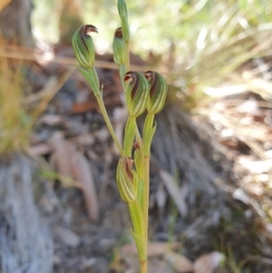 Speculantha rubescens at Point 5820 - 26 Feb 2021