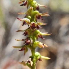 Corunastylis clivicola (Rufous midge orchid) at Downer, ACT - 26 Feb 2021 by shoko