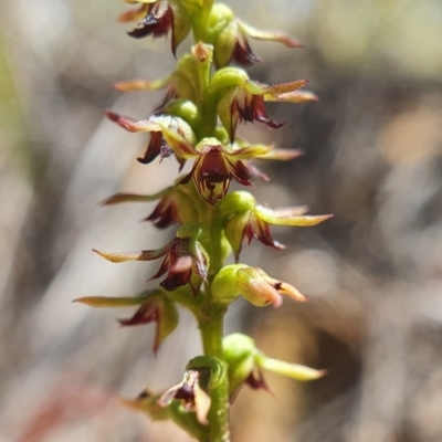 Corunastylis clivicola (Rufous midge orchid) at Downer, ACT - 26 Feb 2021 by shoko