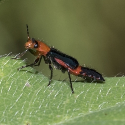 Melyridae (family) (Soft-winged flower beetle) at Higgins, ACT - 19 Feb 2021 by AlisonMilton