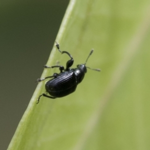 Euops sp. (genus) at Hawker, ACT - 18 Feb 2021