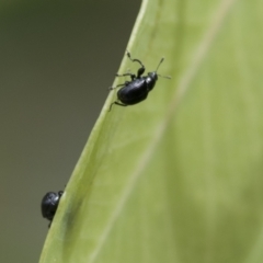 Euops sp. (genus) at Hawker, ACT - 18 Feb 2021