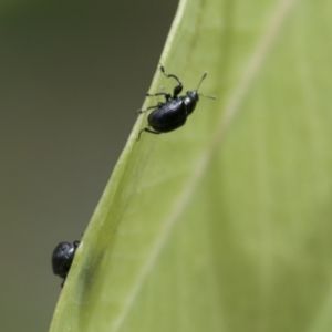 Euops sp. (genus) at Hawker, ACT - 18 Feb 2021