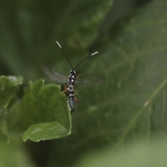 Gotra sp. (genus) (Unidentified Gotra ichneumon wasp) at Higgins, ACT - 19 Feb 2021 by AlisonMilton