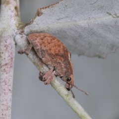 Gonipterus sp. (genus) (Eucalyptus Weevil) at Scullin, ACT - 17 Feb 2021 by AlisonMilton