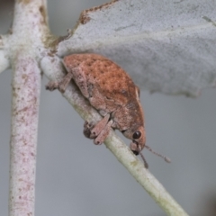 Gonipterus sp. (genus) at Scullin, ACT - 18 Feb 2021