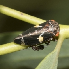 Eurymeloides punctata (Gumtree hopper) at Scullin, ACT - 18 Feb 2021 by AlisonMilton