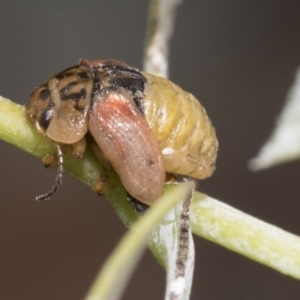 Paropsisterna m-fuscum at Scullin, ACT - 18 Feb 2021