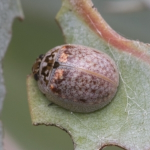 Paropsisterna m-fuscum at Scullin, ACT - 18 Feb 2021