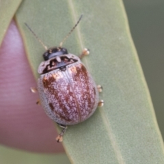 Paropsisterna m-fuscum at Scullin, ACT - 18 Feb 2021