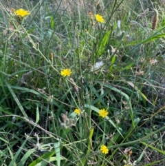 Chondrilla juncea at Griffith, ACT - 26 Feb 2021 08:44 PM