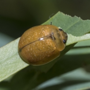 Paropsisterna cloelia at Scullin, ACT - 18 Feb 2021