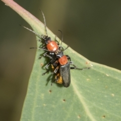 Chauliognathus tricolor (Tricolor soldier beetle) at Hawker, ACT - 18 Feb 2021 by AlisonMilton