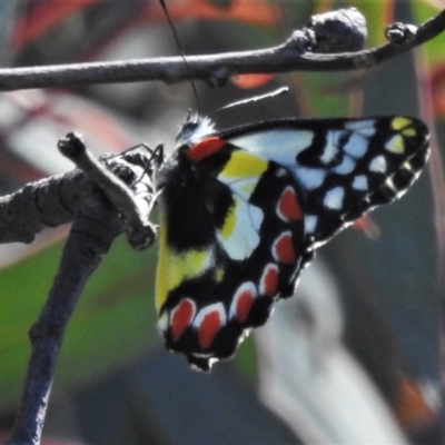 Delias aganippe (Spotted Jezebel) at Paddys River, ACT - 26 Feb 2021 by JohnBundock