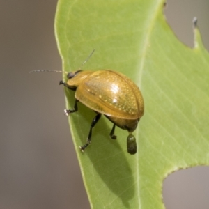 Paropsisterna cloelia at Hawker, ACT - 18 Feb 2021