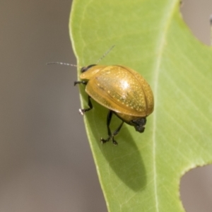 Paropsisterna cloelia at Hawker, ACT - 18 Feb 2021