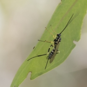 Sericopimpla sp. (genus) at Hawker, ACT - 18 Feb 2021