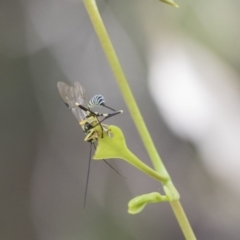 Sericopimpla sp. (genus) at Hawker, ACT - 18 Feb 2021