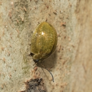 Paropsisterna cloelia at Scullin, ACT - 18 Feb 2021 01:07 PM