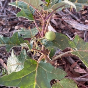 Solanum cinereum at Griffith, ACT - 26 Feb 2021 09:12 PM