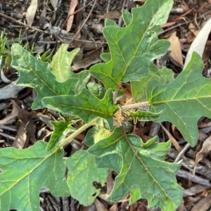 Solanum cinereum at Griffith, ACT - 26 Feb 2021 09:12 PM