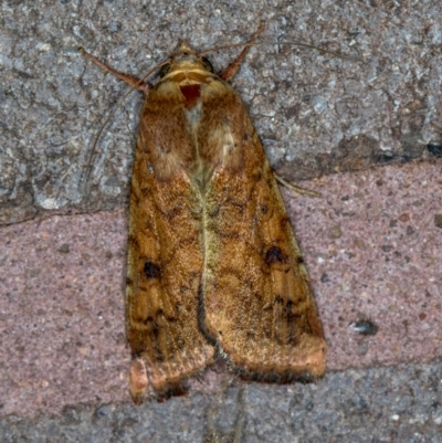 Helicoverpa armigera (Cotton bollworm, Corn earworm) at Melba, ACT - 15 Feb 2021 by Bron