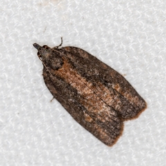 Tortricinae (subfamily) (A tortrix moth) at Melba, ACT - 15 Feb 2021 by Bron