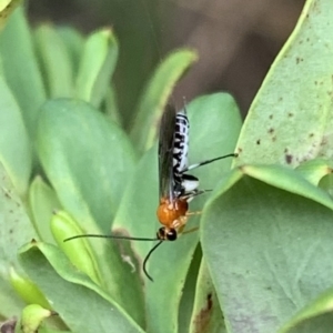 Braconidae (family) at Murrumbateman, NSW - 26 Feb 2021